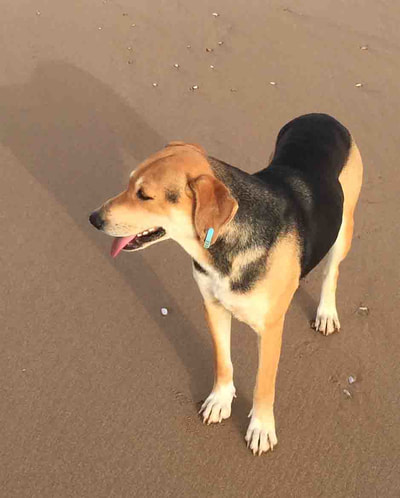 Beagle on the beach.