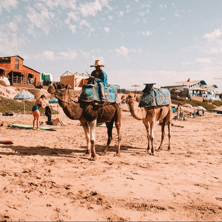 Camels on the beach in Taghazout